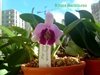 laelia dayana